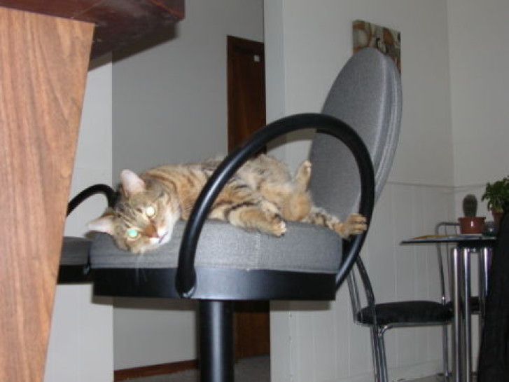 Picture of a cat / kitten / feline