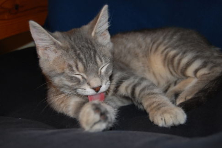Picture of a cat / kitten / feline