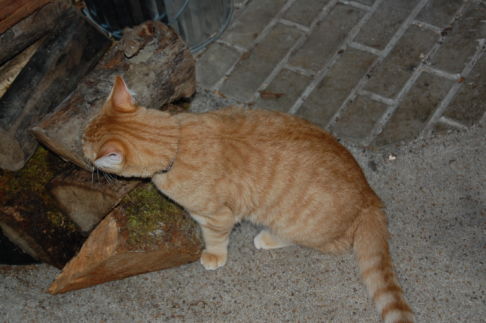 Picture of a cat / kitten / feline