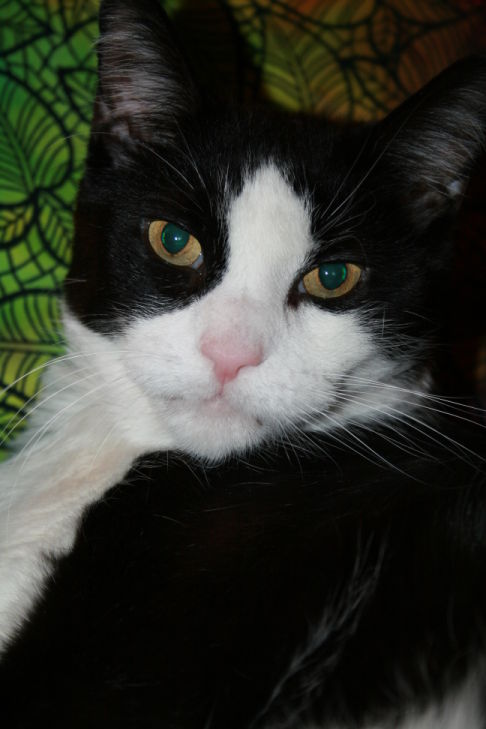 Picture of a cat / kitten / feline