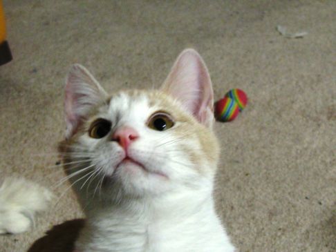 Picture of a cat / kitten / feline