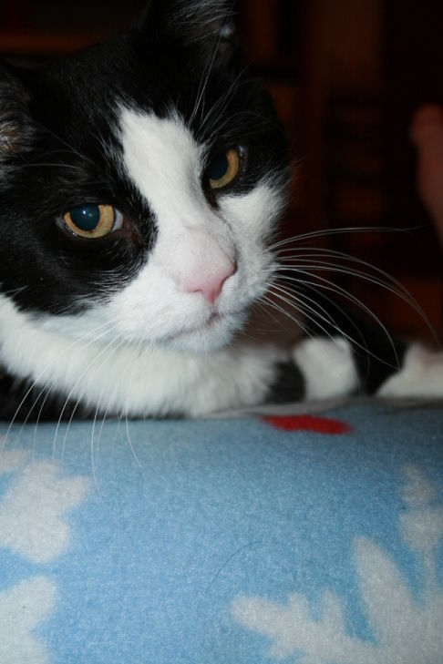 Picture of a cat / kitten / feline