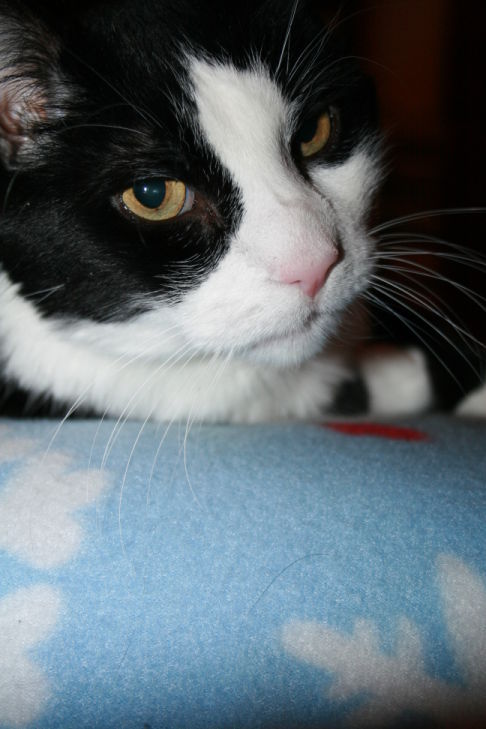 Picture of a cat / kitten / feline