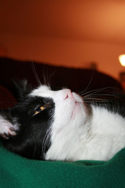 Picture of a cat / kitten / feline