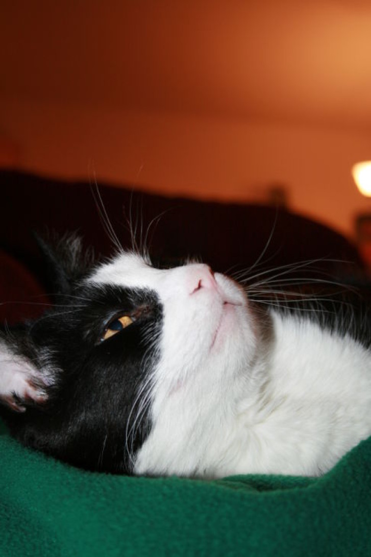 Picture of a cat / kitten / feline