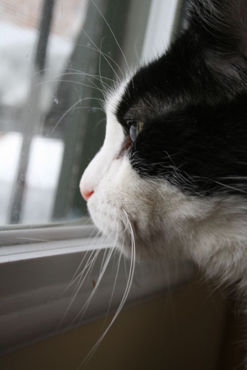 Picture of a cat / kitten / feline