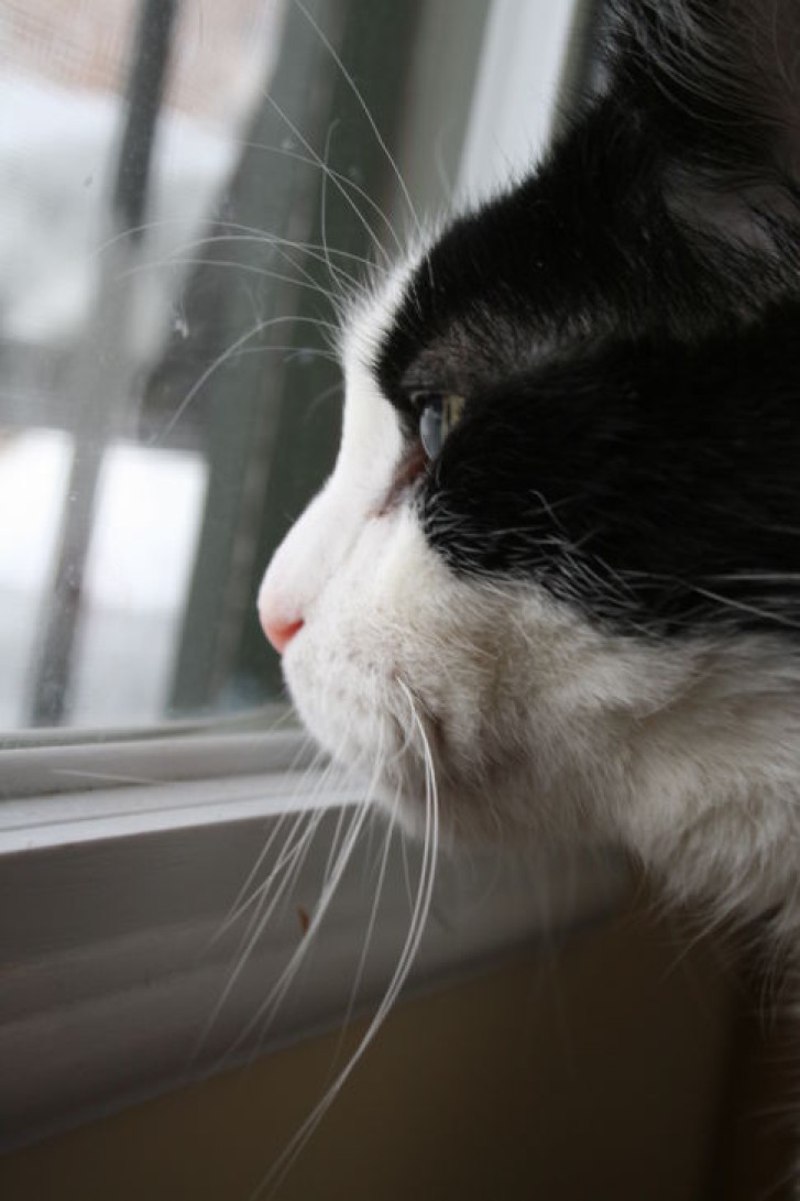 Picture of a cat / kitten / feline