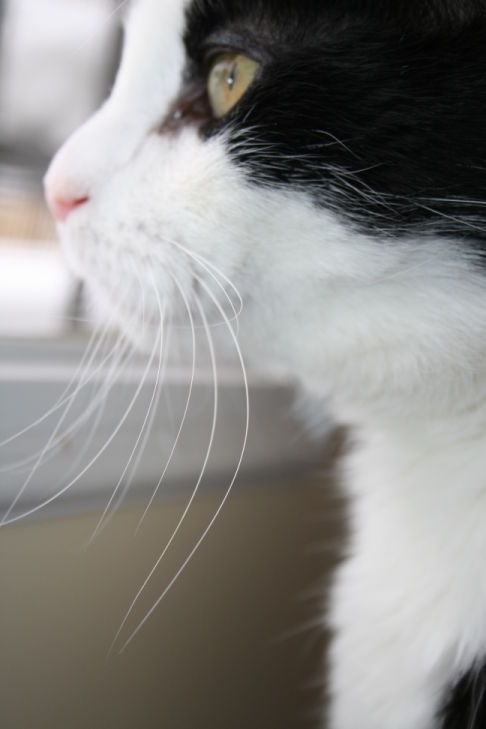 Picture of a cat / kitten / feline