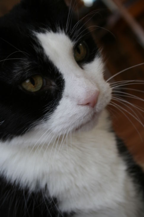 Picture of a cat / kitten / feline
