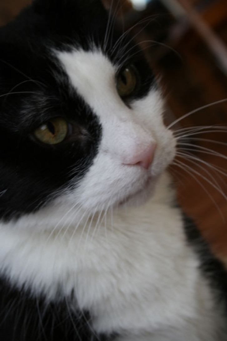 Picture of a cat / kitten / feline