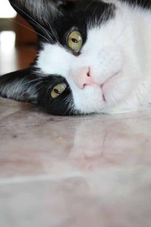 Picture of a cat / kitten / feline
