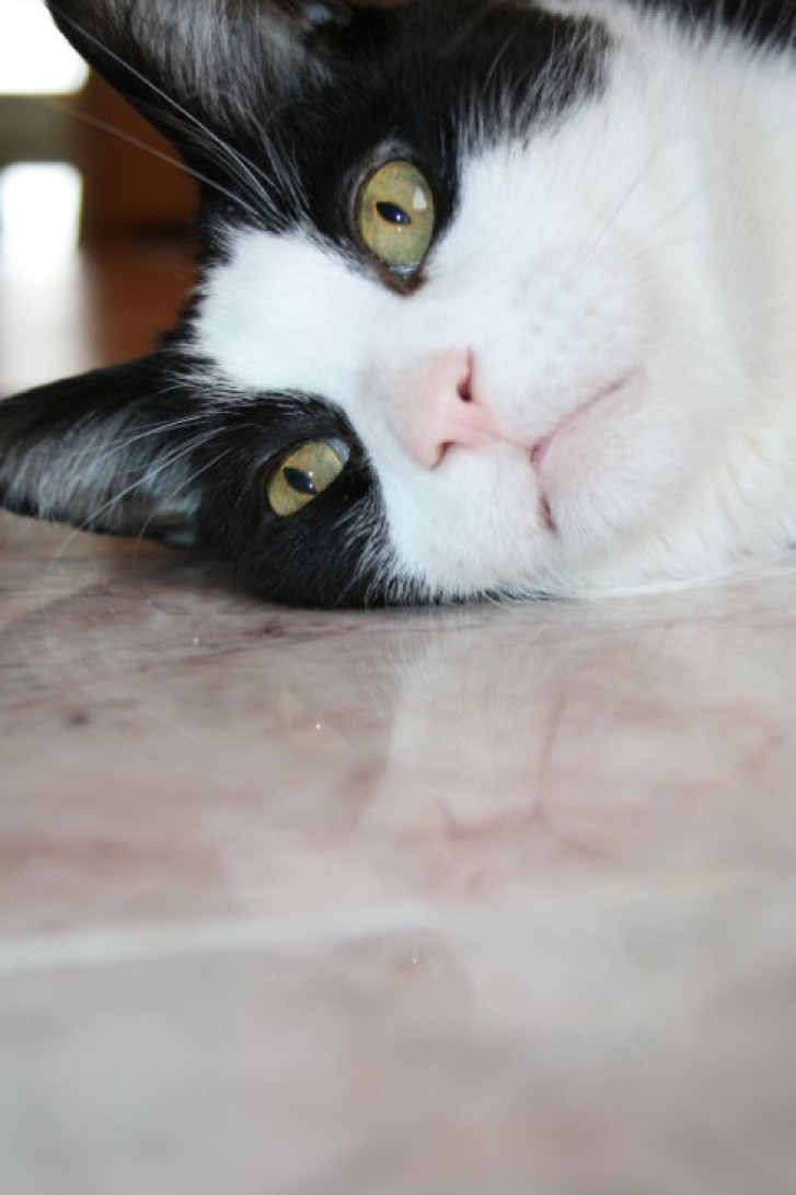 Picture of a cat / kitten / feline