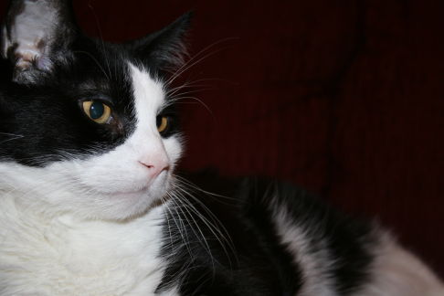 Picture of a cat / kitten / feline