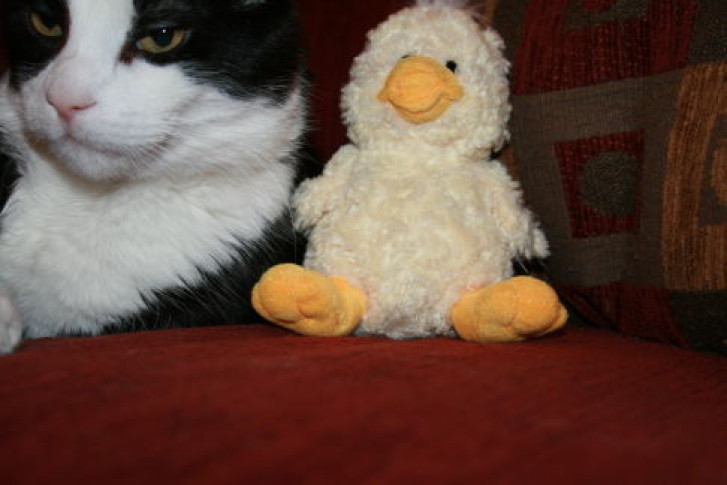 Picture of a cat / kitten / feline