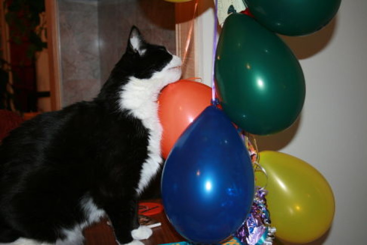 Picture of a cat / kitten / feline