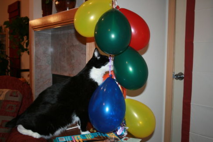 Picture of a cat / kitten / feline