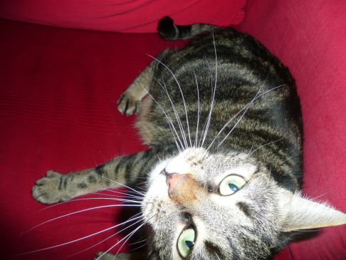 Picture of a cat / kitten / feline