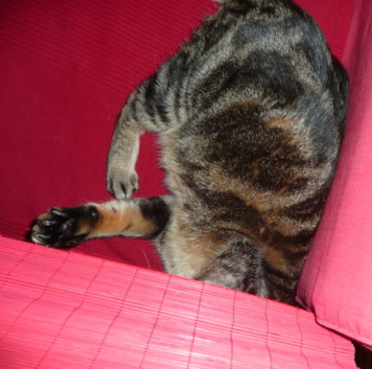 Picture of a cat / kitten / feline
