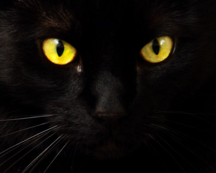 Picture of a cat / kitten / feline