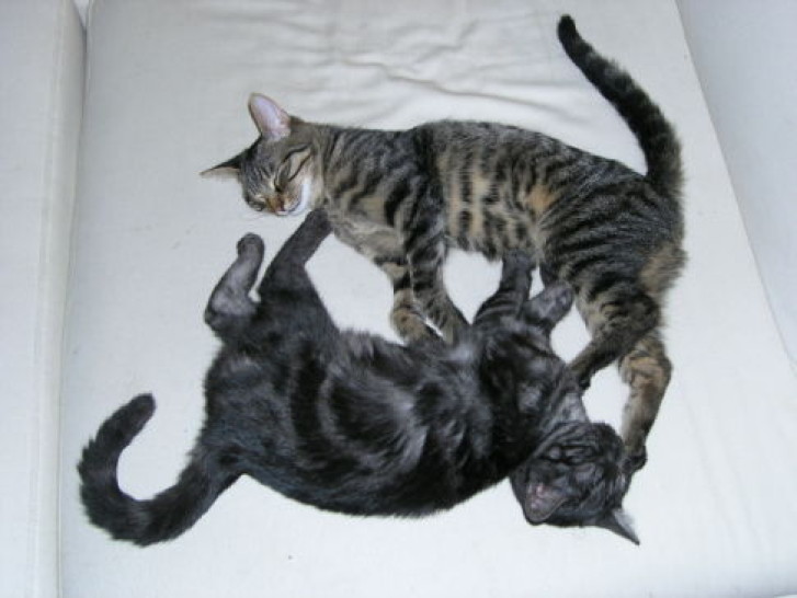 Picture of a cat / kitten / feline