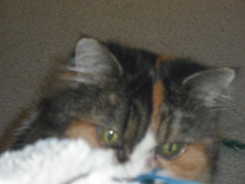Picture of a cat / kitten / feline