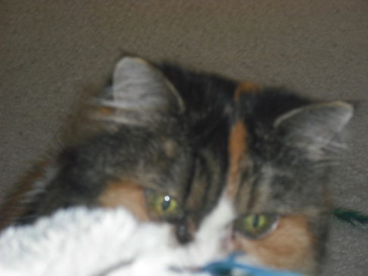 Picture of a cat / kitten / feline