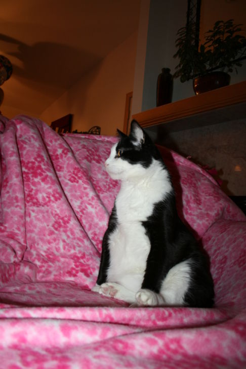 Picture of a cat / kitten / feline
