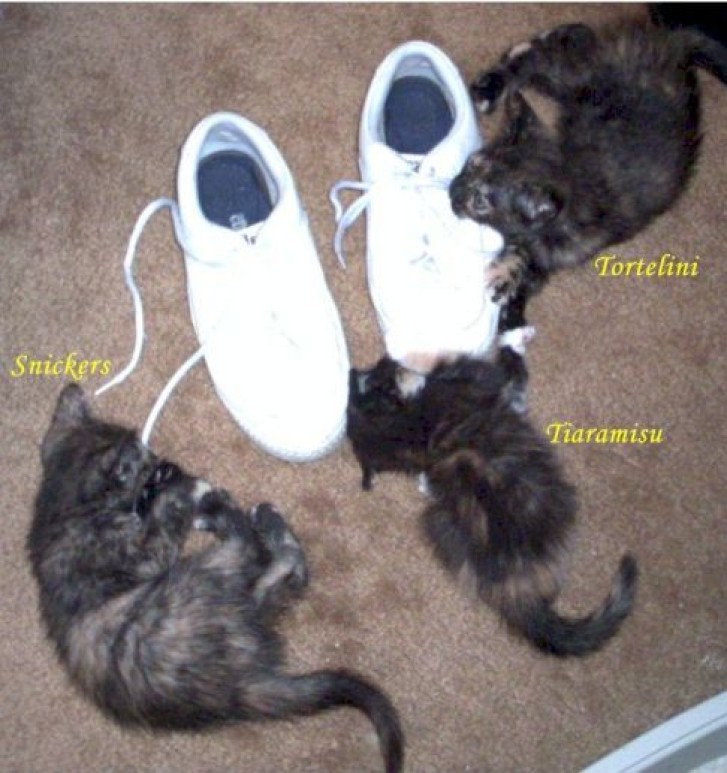 Picture of a cat / kitten / feline