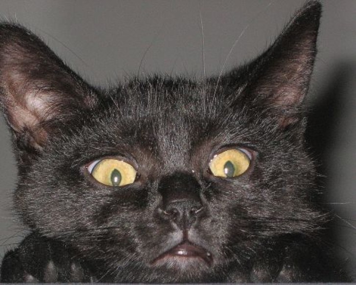 Picture of a cat / kitten / feline