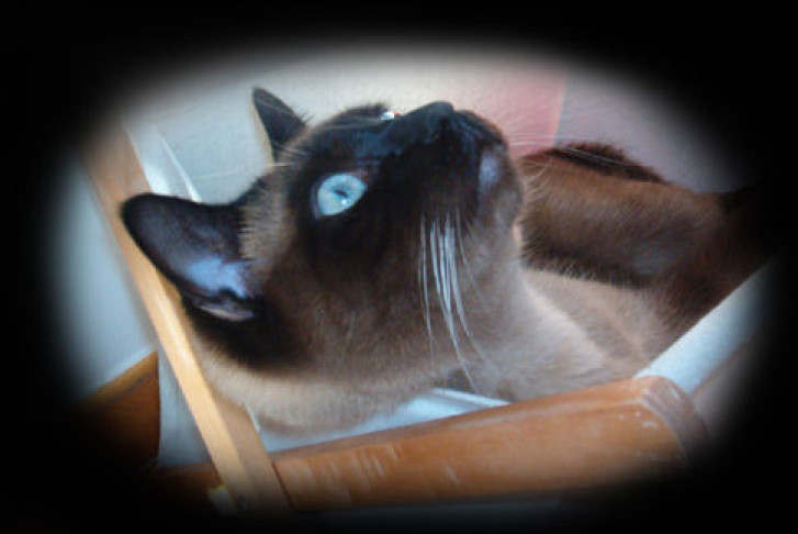 Picture of a cat / kitten / feline