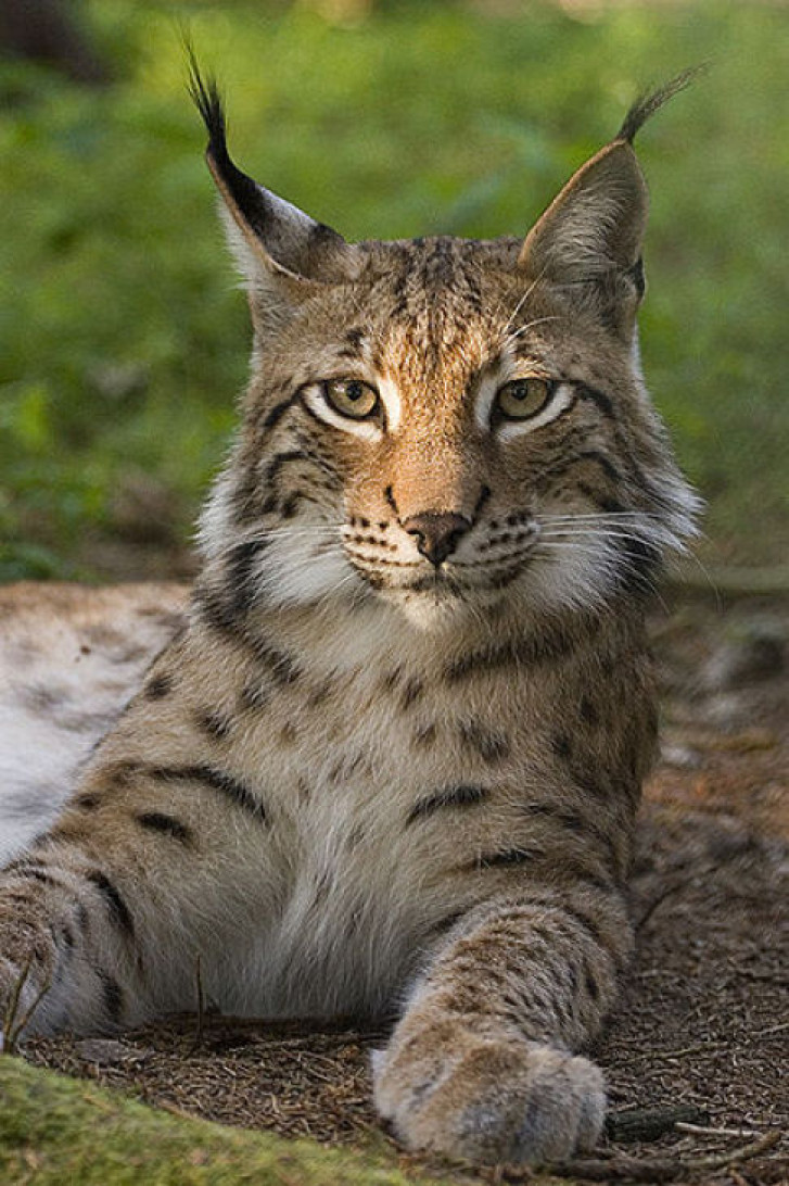 Picture of a cat / kitten / feline