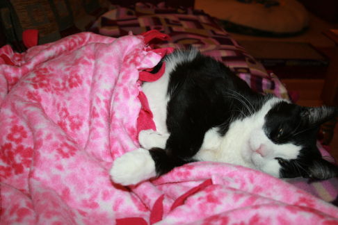 Picture of a cat / kitten / feline