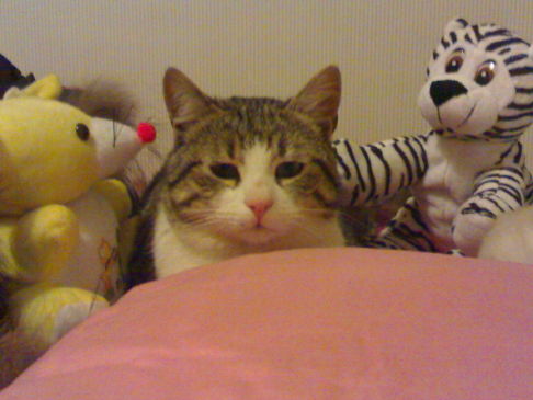 Picture of a cat / kitten / feline