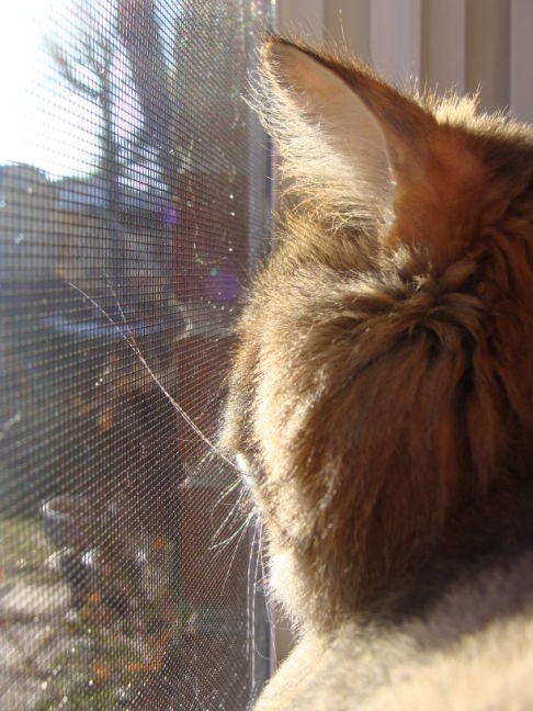 Picture of a cat / kitten / feline