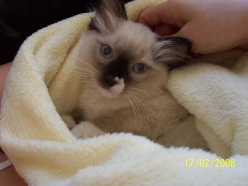 Picture of a cat / kitten / feline