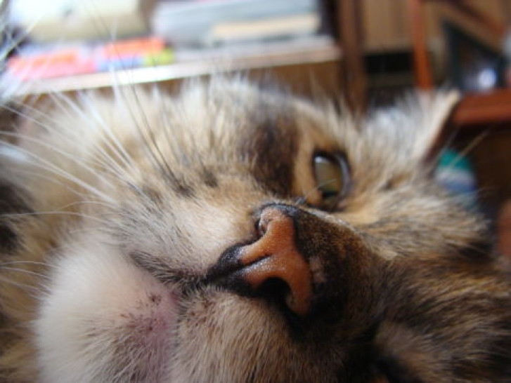 Picture of a cat / kitten / feline