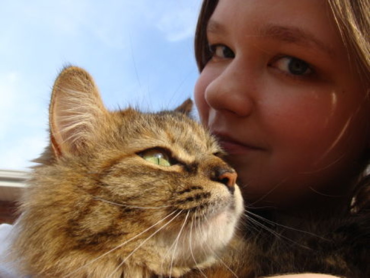 Picture of a cat / kitten / feline