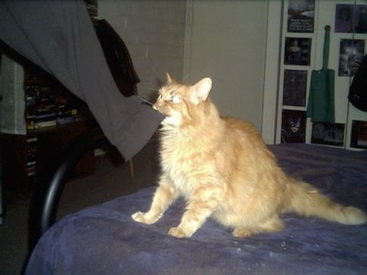 Picture of a cat / kitten / feline