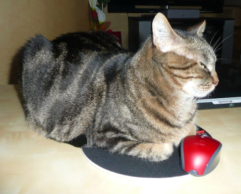 Picture of a cat / kitten / feline
