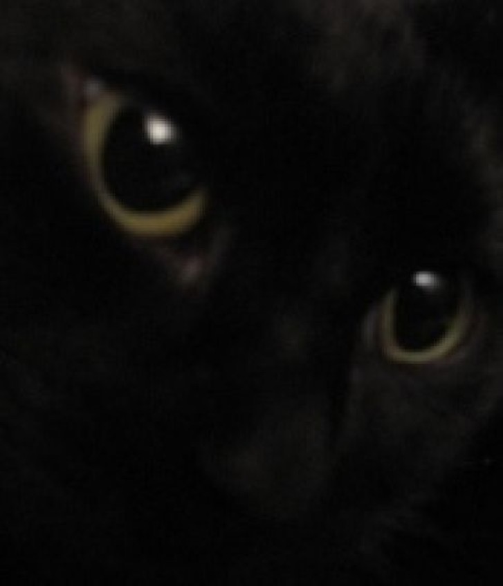 Picture of a cat / kitten / feline