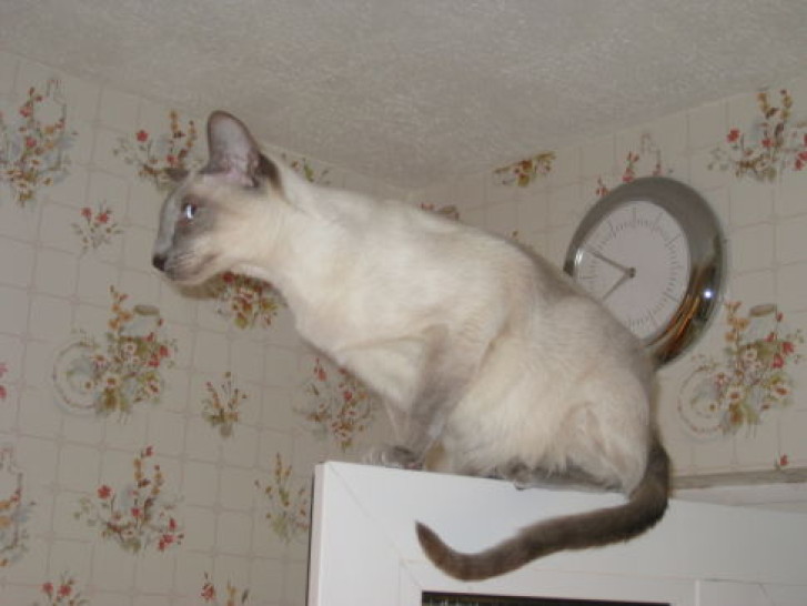 Picture of a cat / kitten / feline