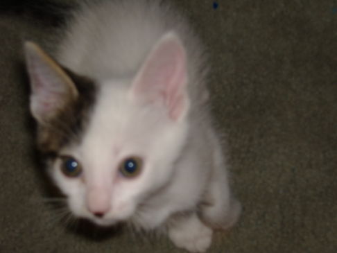 Picture of a cat / kitten / feline