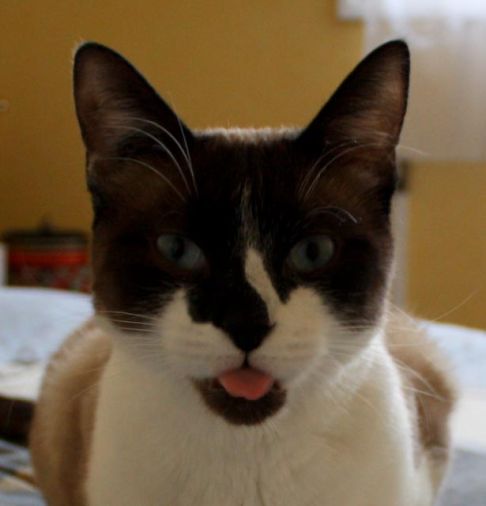 Picture of a cat / kitten / feline