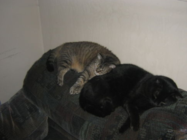 Picture of a cat / kitten / feline