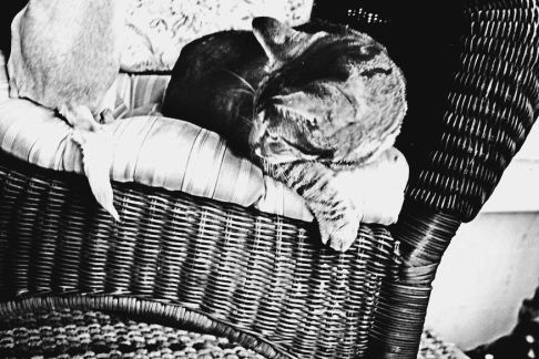Picture of a cat / kitten / feline