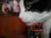 View full size picture