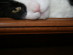 View full size picture