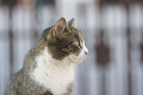 Picture of a cat / kitten / feline