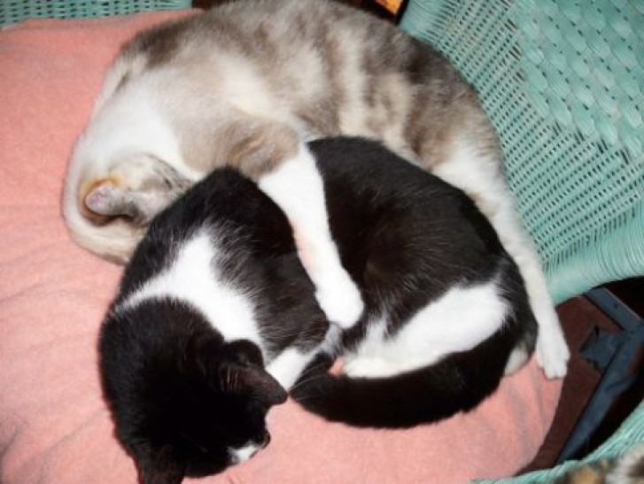 Picture of a cat / kitten / feline