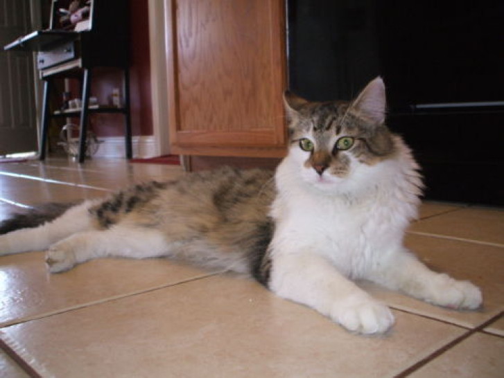 Picture of a cat / kitten / feline